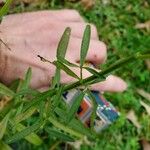 Salvia azurea Leaf