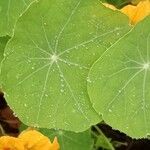 Tropaeolum majus Leaf