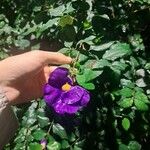 Thunbergia erectaFlor