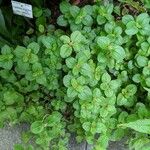 Pilea inaequalis Habitus