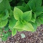 Hydrangea arborescens Листок