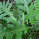 Cirsium alsophilum Leaf