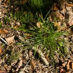 Carex pilulifera ഇല