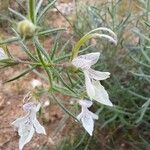 Teucrium pseudochamaepitys Λουλούδι