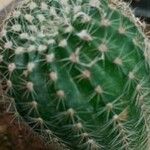 Echinocereus pectinatus Leht