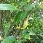Jasminum subhumile Other
