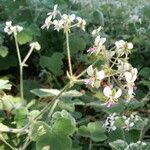 Pelargonium tomentosum Blomma