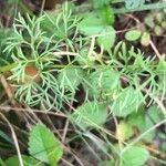 Seseli peucedanoides Hoja