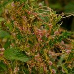 Cuscuta europaea Deilen