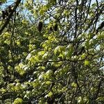 Liquidambar styraciflua Likasa
