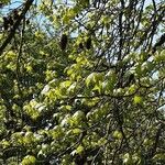 Liquidambar orientalis Frunză