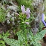 Cedronella canariensis Flor