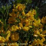 Genista monspessulana Flor