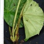 Begonia quaternata Листок