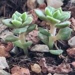 Crassula setulosa 葉