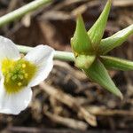 Damasonium polyspermum Hedelmä