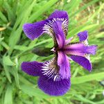 Iris setosa Цветок