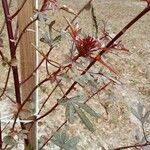 Hibiscus acetosella Φύλλο