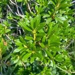 Rhododendron ferrugineumFuelha