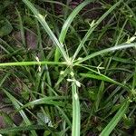 Cyperus laxus Hábito