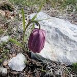 Fritillaria tubaeformis Õis