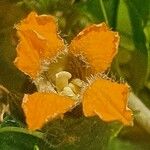 Momordica boivinii Fleur