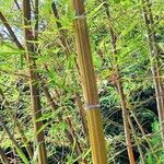 Phyllostachys edulis Hábito