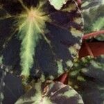 Begonia cleopatrae Leaf