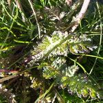 Pedicularis gyroflexa Leaf