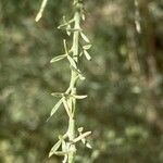 Genista microphylla Blatt