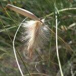 Lygeum spartum Fruit