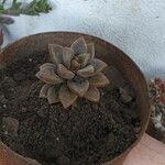 Graptopetalum rusbyi Fulla