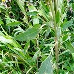 Chenopodium pratericola Levél