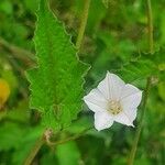 Convolvulus farinosus 葉