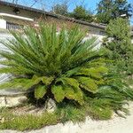 Cycas panzhihuaensis 形態