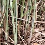 Panicum virgatum Bark