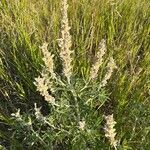 Lupinus formosus Flor