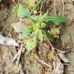 Helianthemum salicifolium Fula