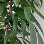 Ficus binnendykii