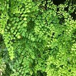 Adiantum raddianum Συνήθη χαρακτηριστικά