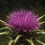 Silybum marianum Kwiat