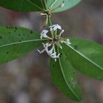 Acokanthera oppositifolia Flor