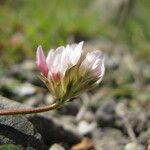 Trifolium thalii অন্যান্য