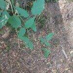 Rubus ursinus 葉