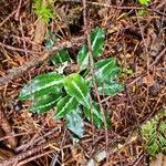 Goodyera oblongifolia Leaf