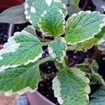 Coleus madagascariensis Leaf