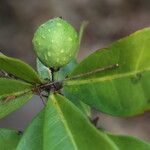 Ficus cyathistipula Frucht
