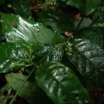 Vangueriella chlorantha Flor