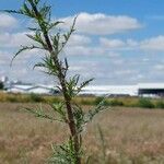 Artemisia biennis Leaf