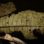 Psychotria konguensis Yaprak